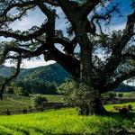 Jack London State Historic Park