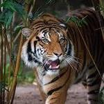 Houston Zoo