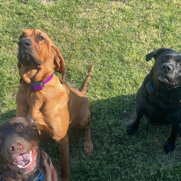 Year's Supply Of Pet Treats