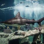 OdySea Aquarium