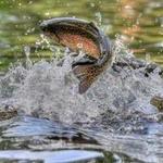 Colorado Trout Guide (Evergreen)