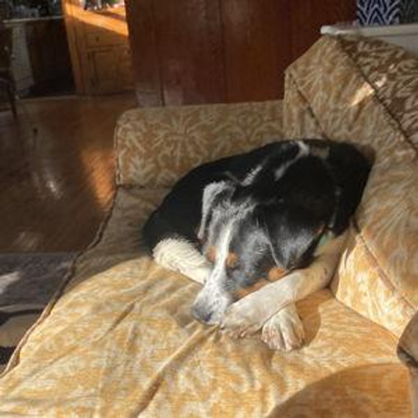 Mabel's New Couch Fund