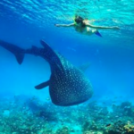 Snorkel or Scuba Dive in Cozumel
