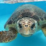 Loggerhead Marinelife Center
