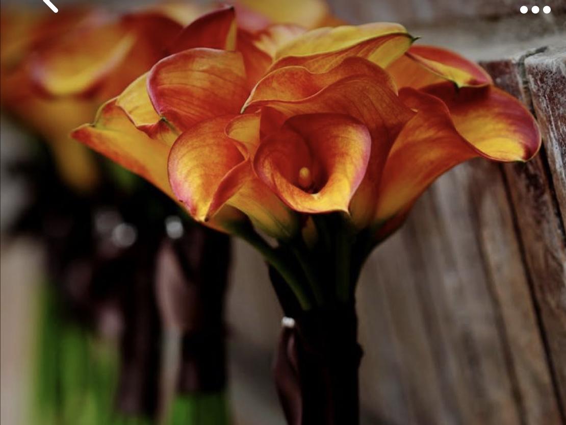 The Wedding Website of Hannah VanHorne and Kory Zielinski