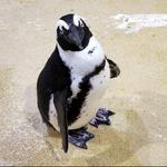 Newport Aquarium