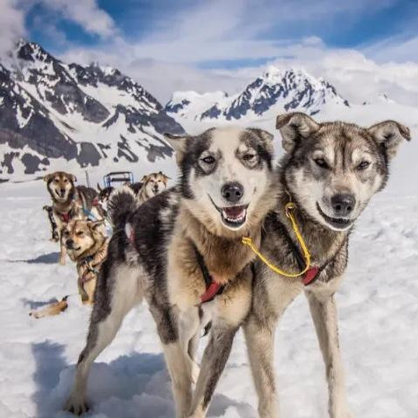 Iditarod Sled Dog Tour