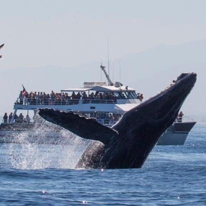 Golden Gate Whale Watching Tour