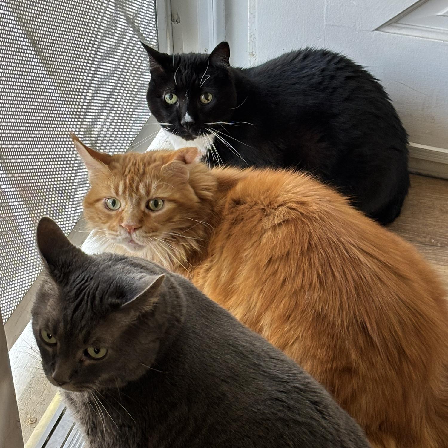 Our boys 🐱 🐱 🐱