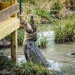 Crocodile Encounter