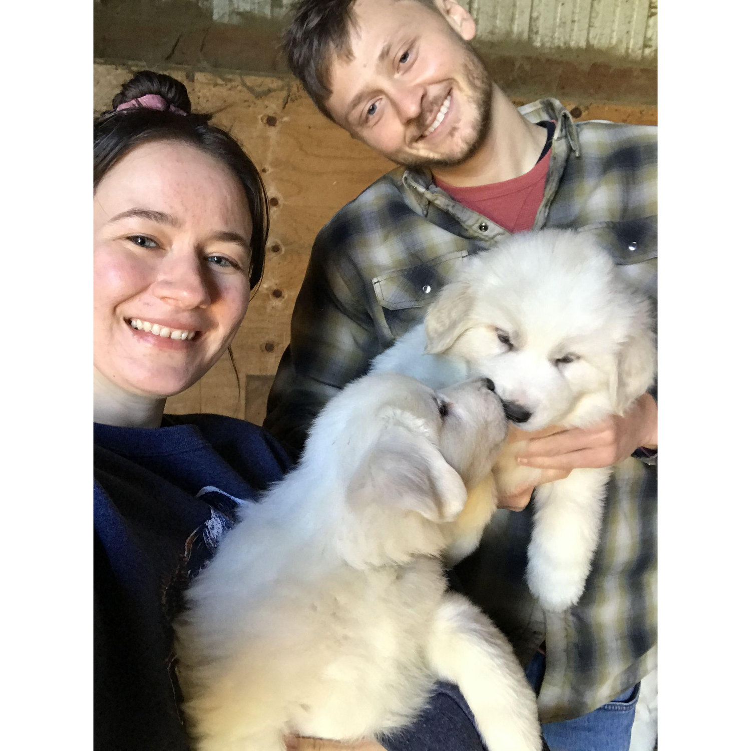 Meeting puppies at the farm. Oregon