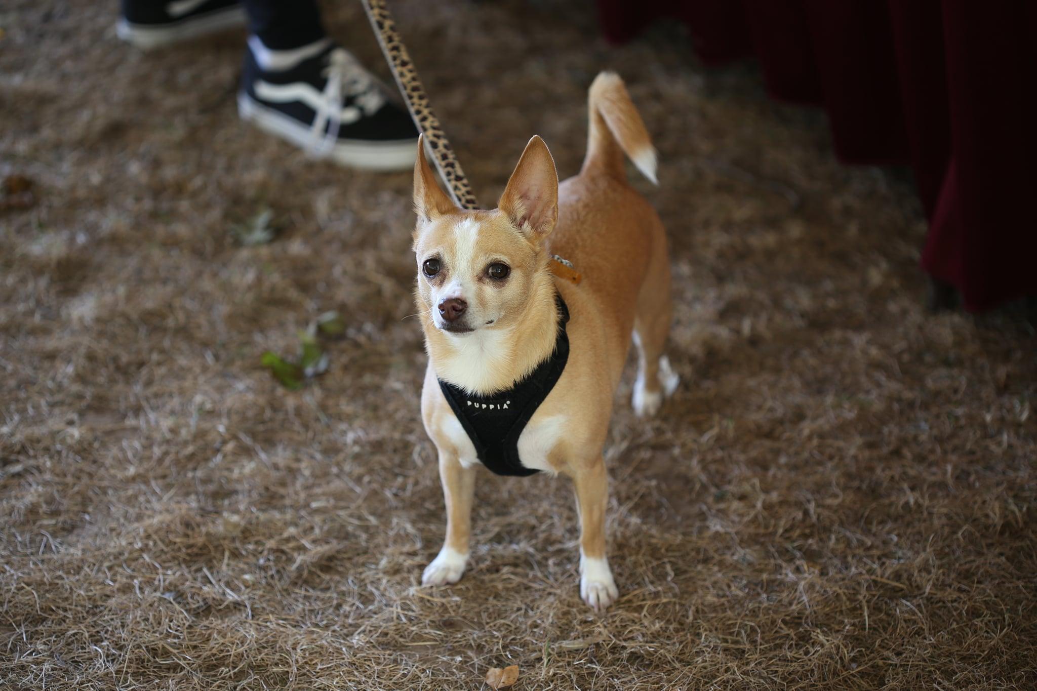 The Wedding Website of Amanda Dickson and Corey Teeple