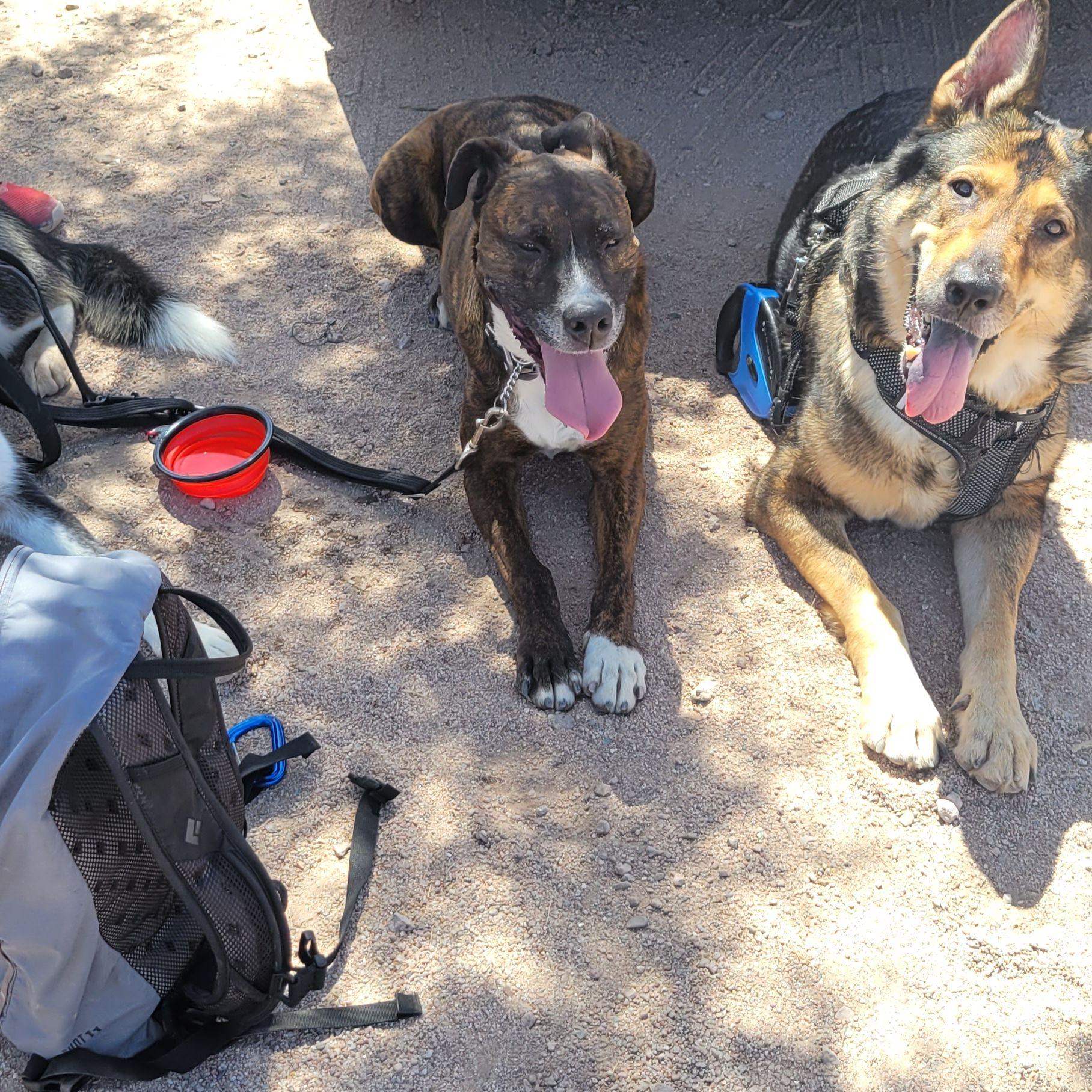 All the pups for our first hike