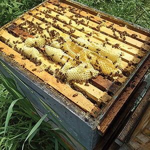 Bee Hive & Supplies