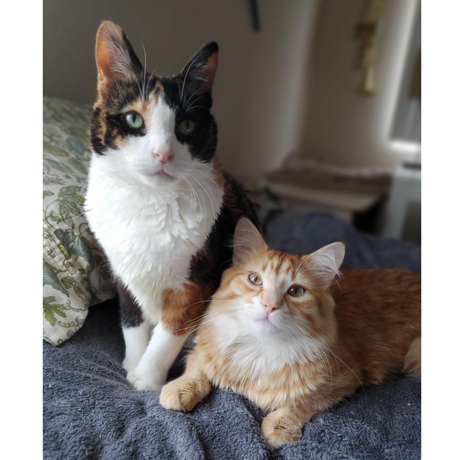 Can't forget about the fur babies! Sadie who is now 18, and Othello who is an old man of 3 years
