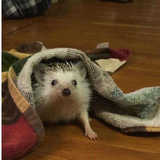 Our first of many pet babies Henry!