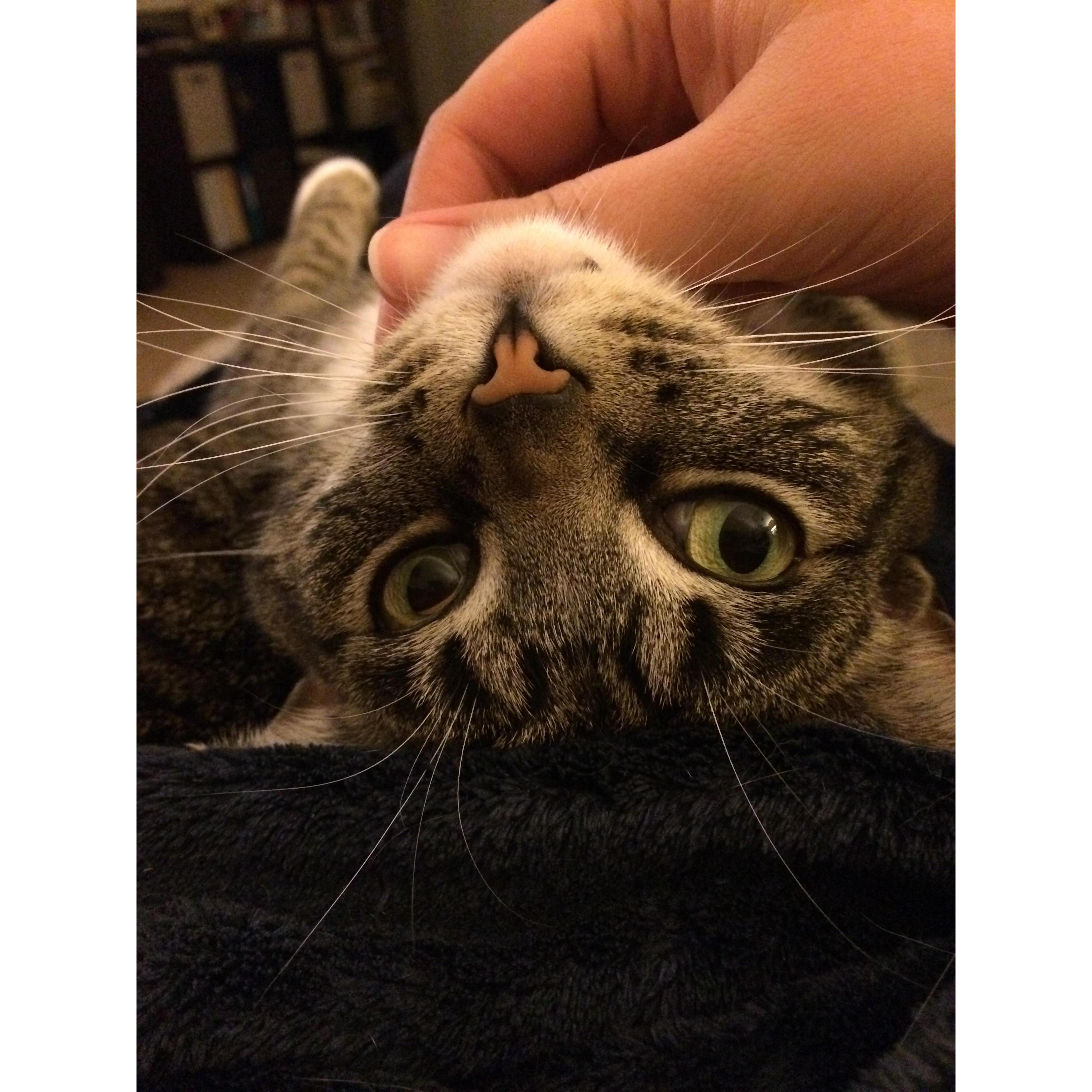 Shadow the cat waiting patiently for snuggles!