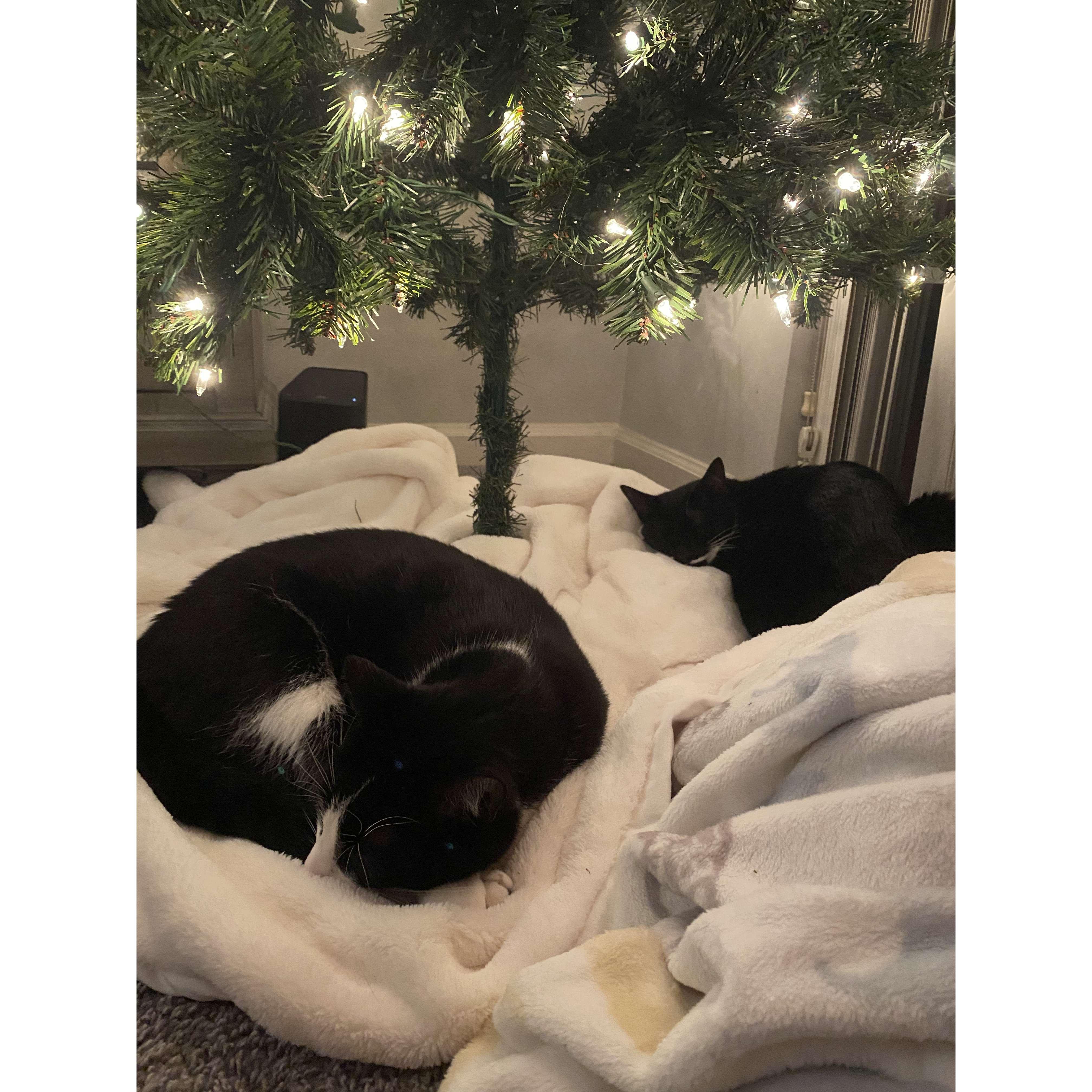 Rocky and Frankie's first Christmas with us!