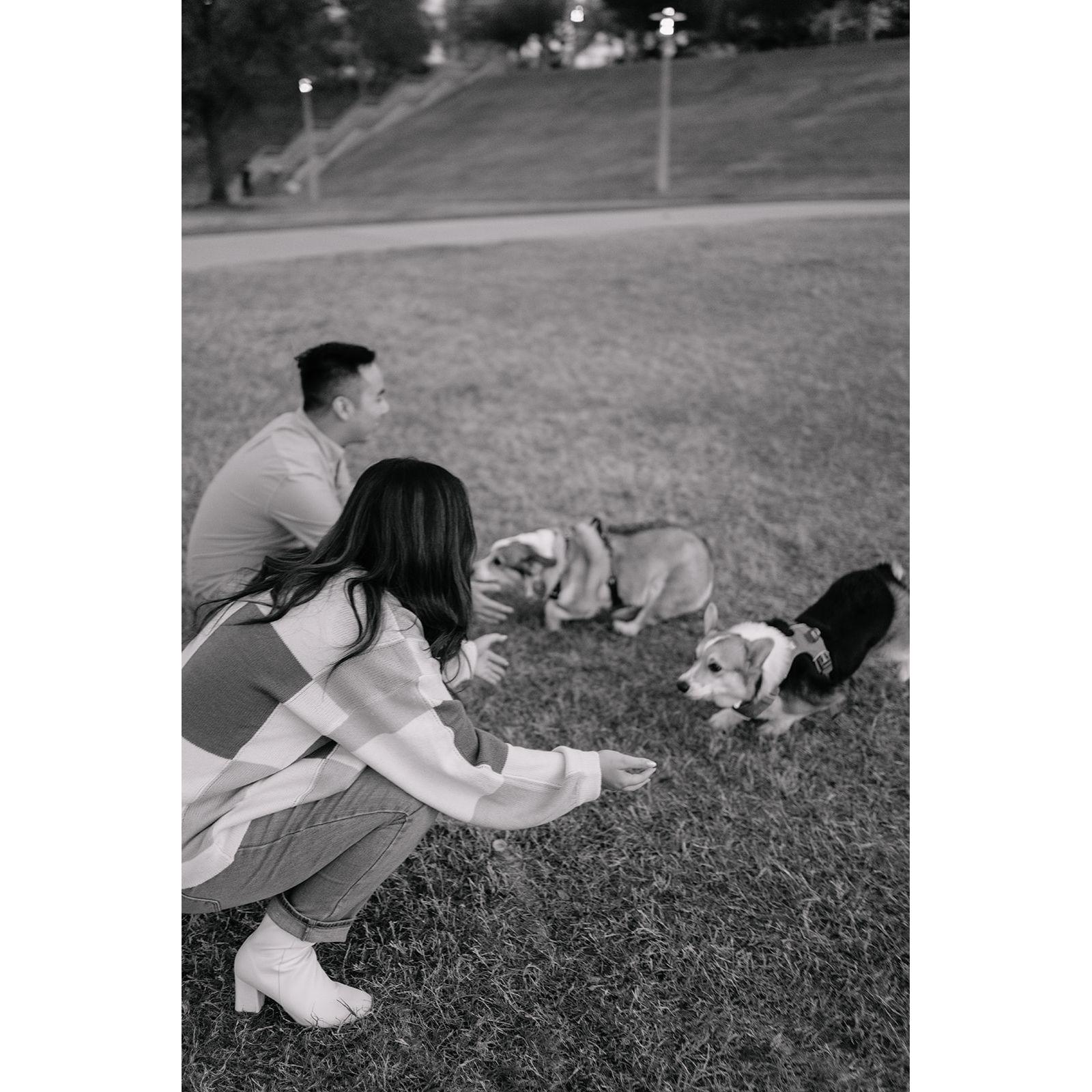 We told the dogs to run to their chosen owner!