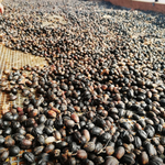 Coffee Factory Excursion