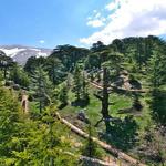 Cedars of Lebanon – Hike among Lebanon’s iconic cedar trees.