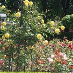 International Rose Test Garden