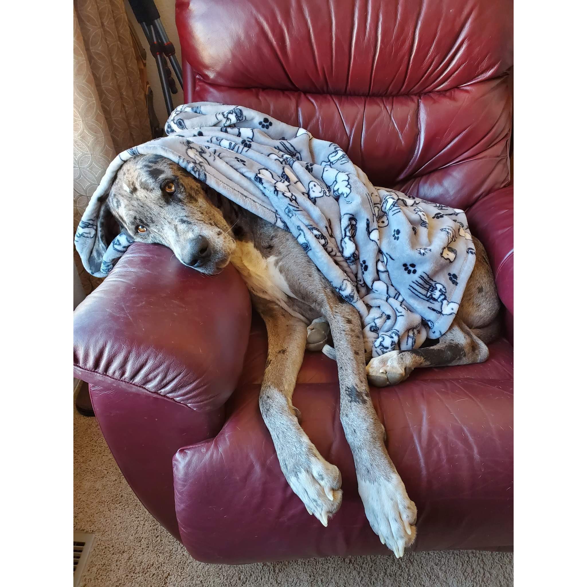 Nap time for Gilligan! With his blankey, of course!