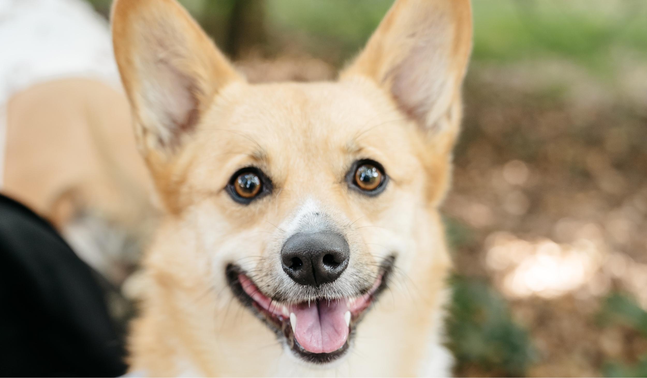 The Wedding Website of Milan Mesaros and Caroline Janssen