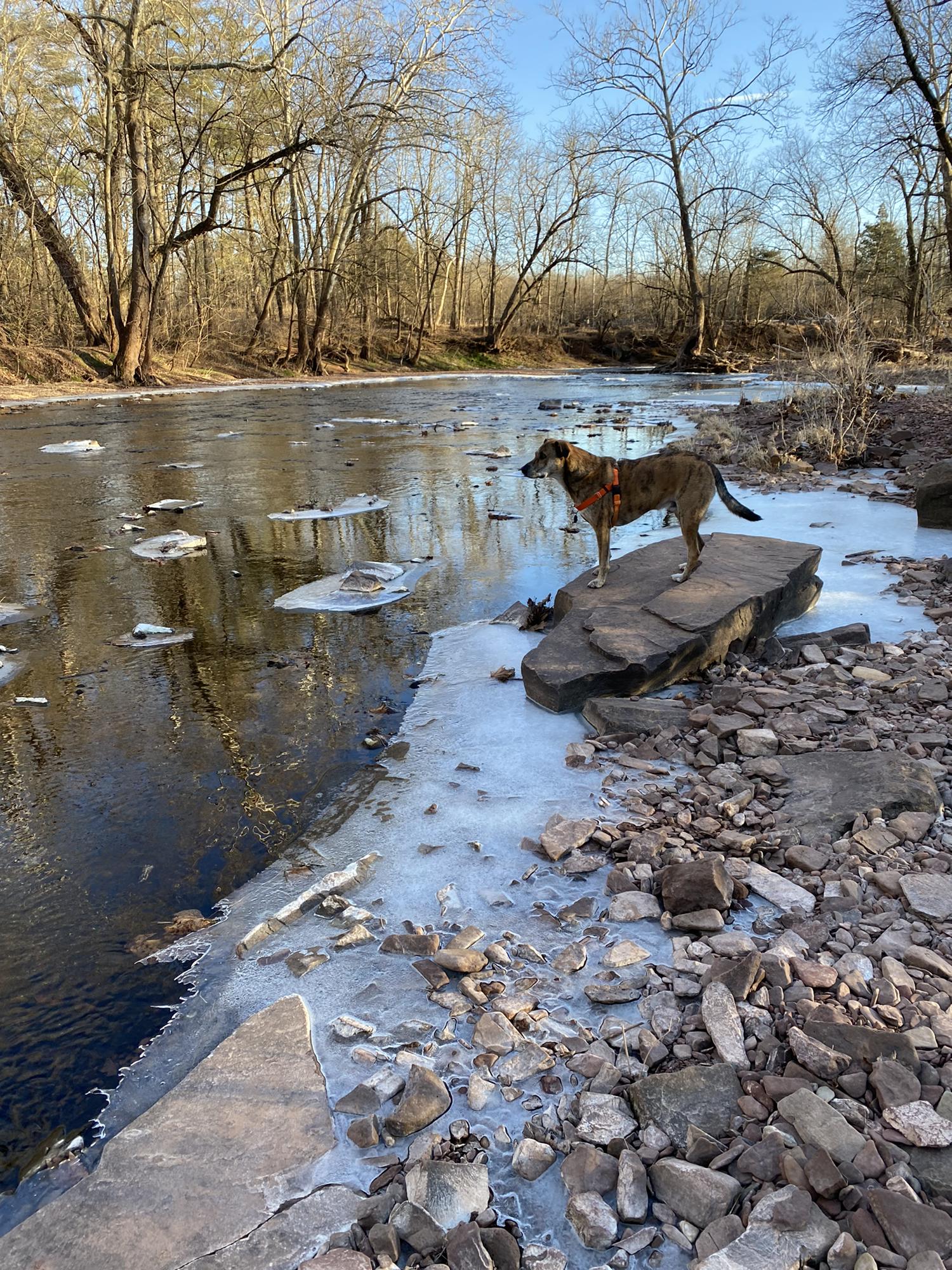 Koda exploring at a local park
