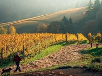 Wineries