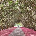 The Dallas Arboretum and Botanical Garden