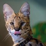 Lindsay Wildlife Experience