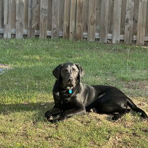 Veterinary & Wellness Fund