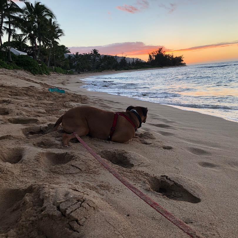 Max's first beach trip!
