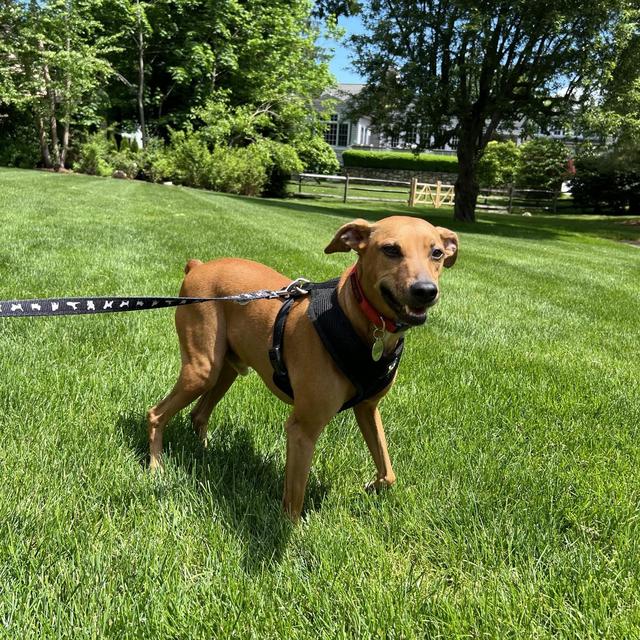 Donate to Muddy Paws Animal Rescue