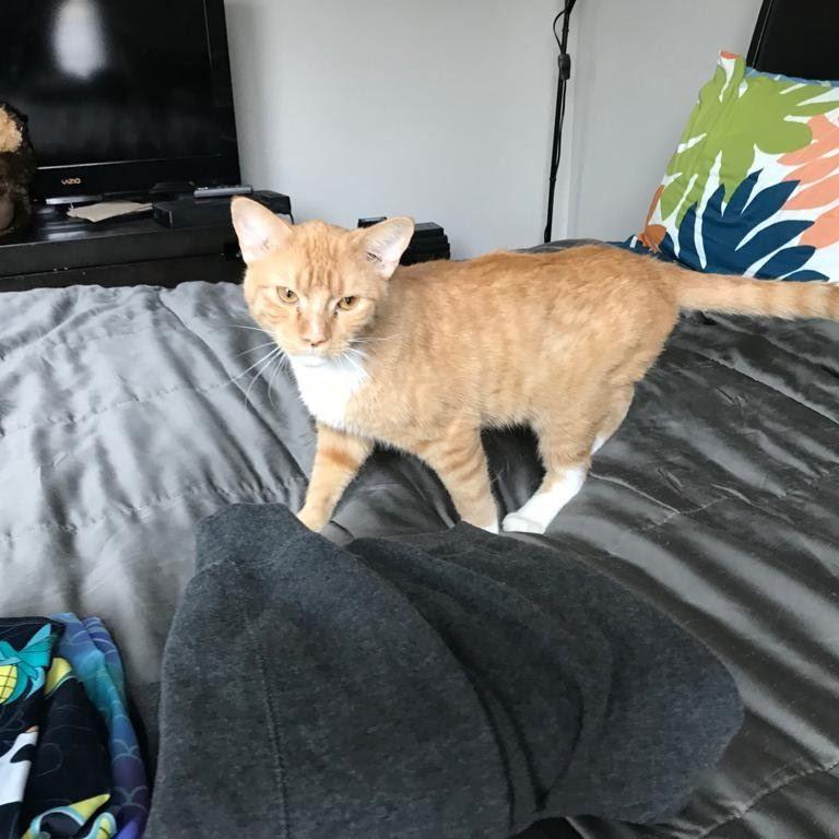 Jonesy or Bigfoot. You decide.