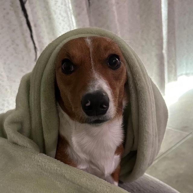 Arlo Sitting For Our Honeymoon