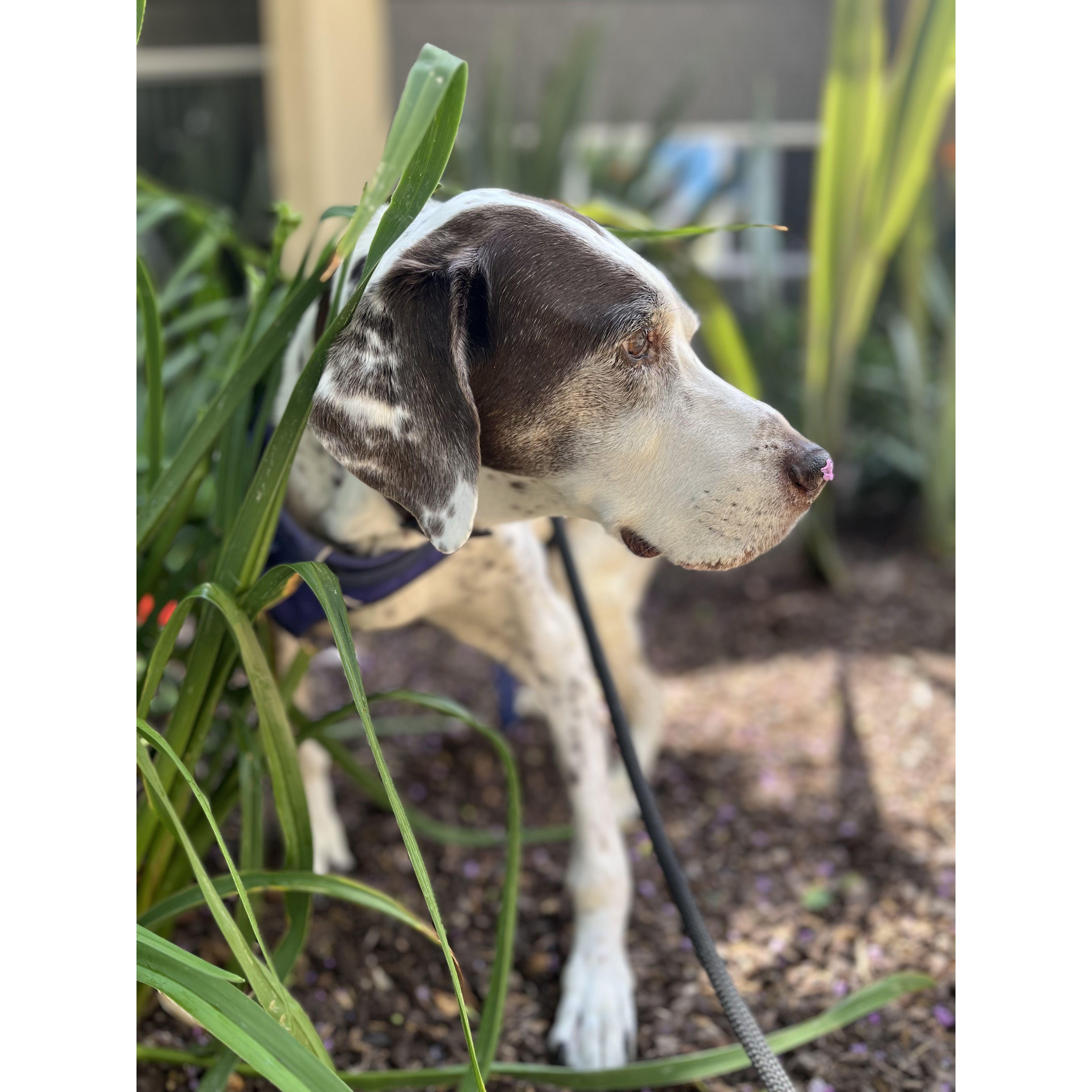 The most handsome Rex has ever looked in a photo for Melina.