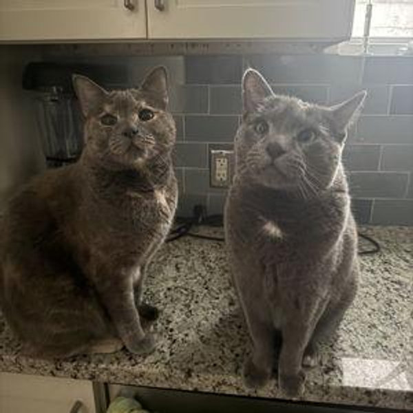 Kitchen Renovation Fund