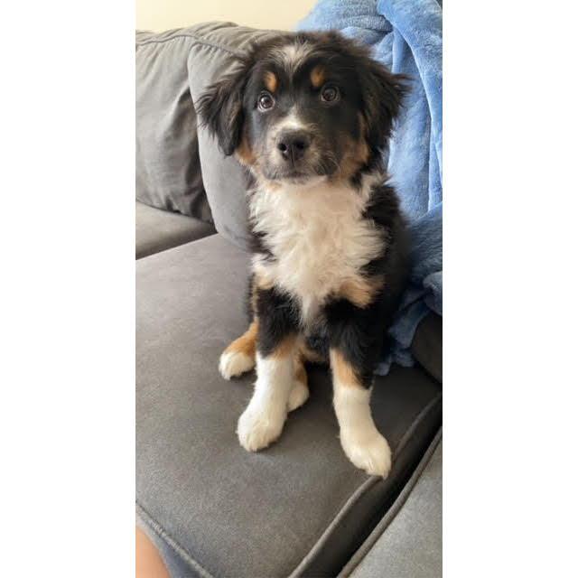Our second fur baby we got together, onyx! This was him shortly after we got him :)