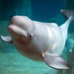Mystic Aquarium