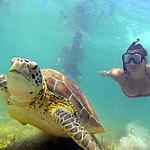 Swim with Sea Turtles in Akumal!