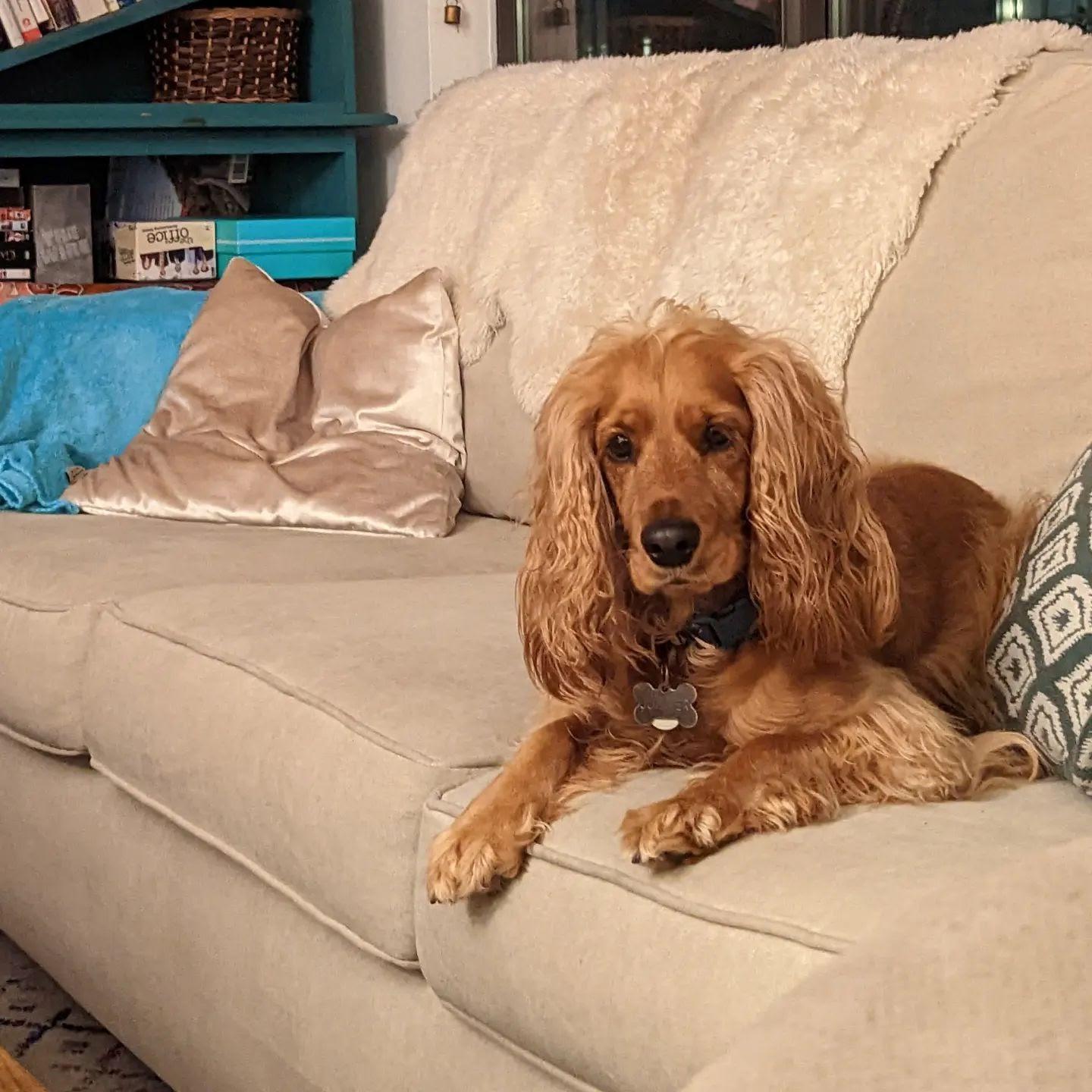Our dog, Juniper.
