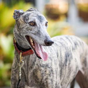 Our Rescue Greyhound Fund