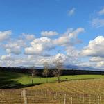 Chateau Meichtry Family Vineyard and Winery
