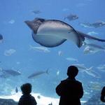 Interactive Aquarium Cancún