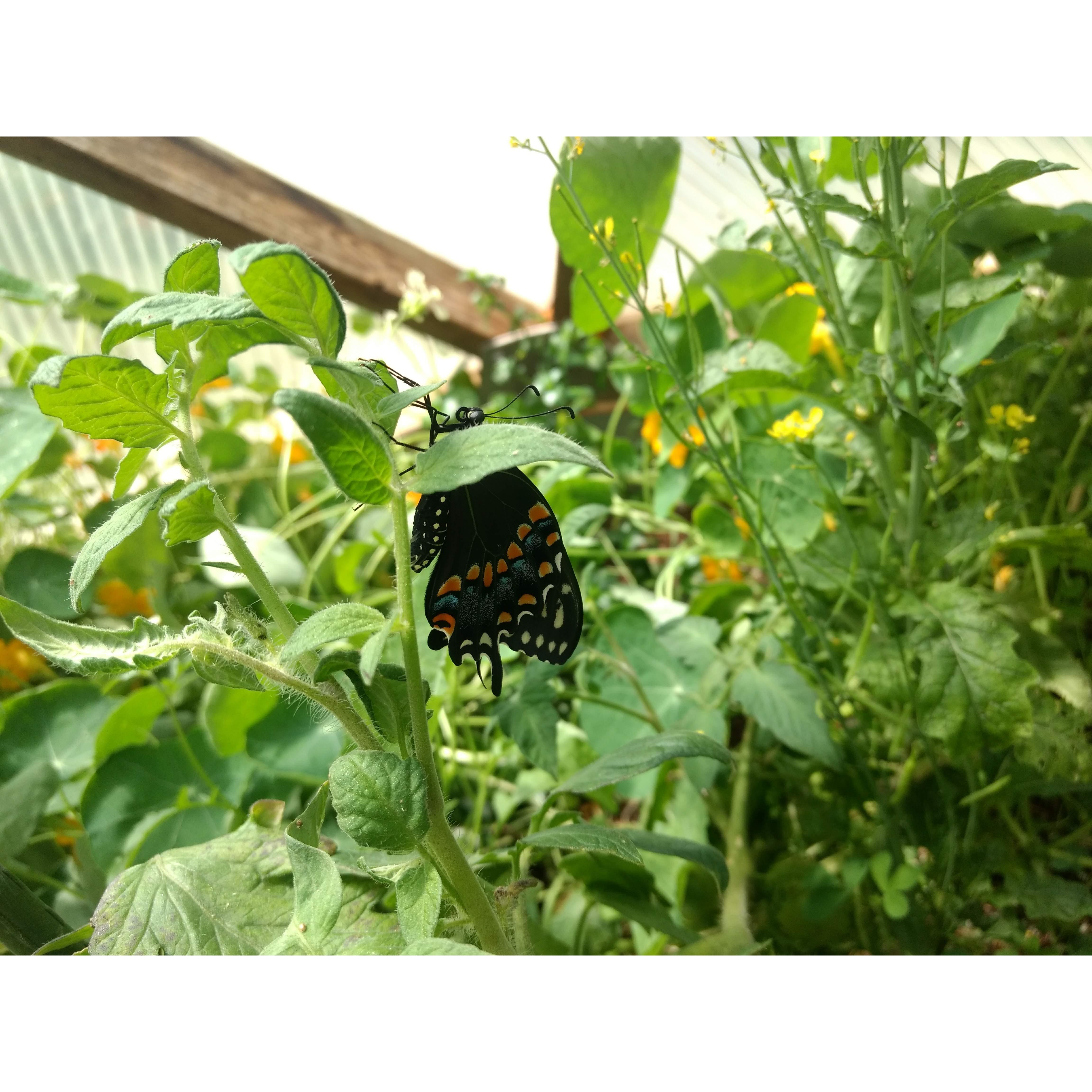 Butterfly hatching in the geodesic dome greenhouse that Ty manages.