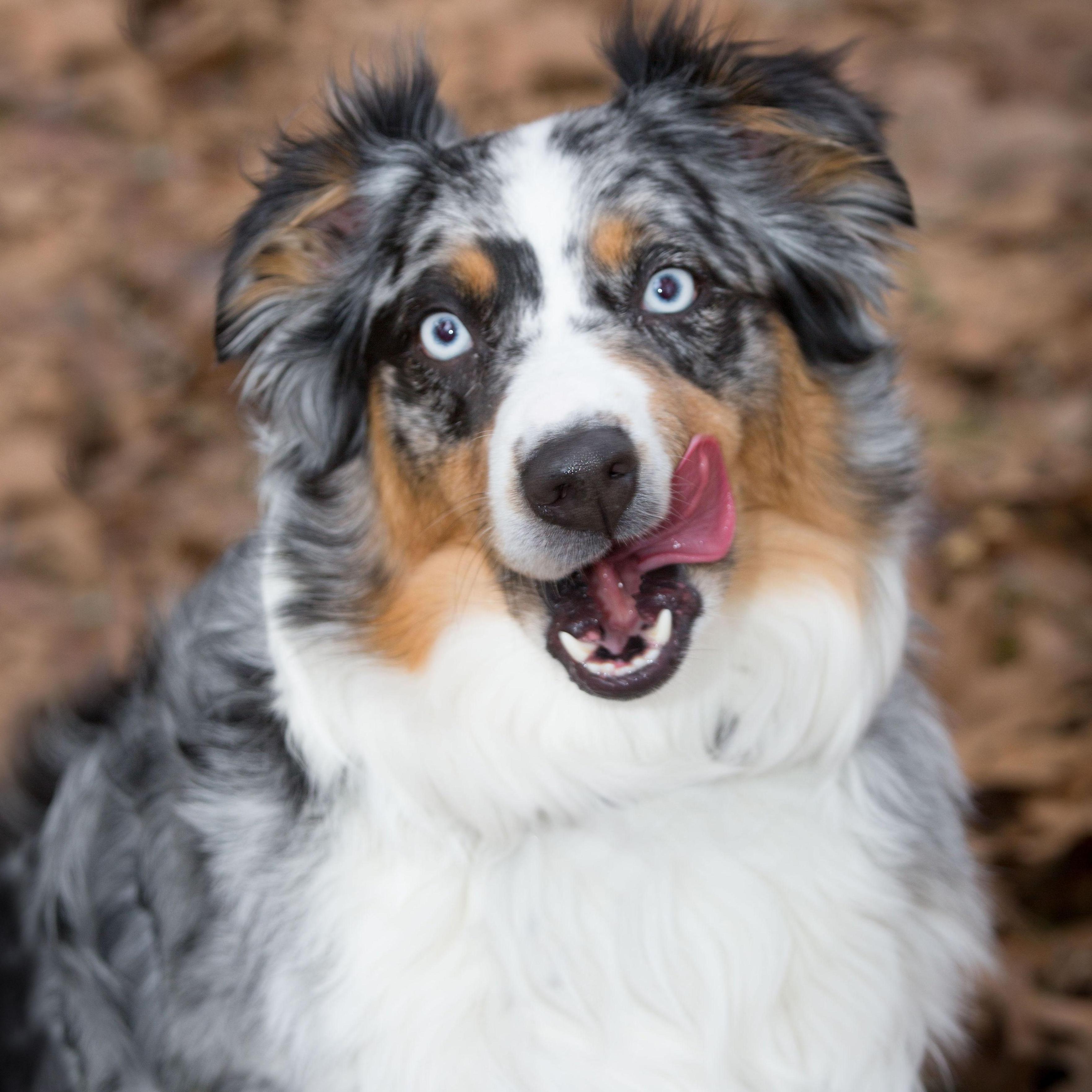 Percy, our aussie