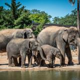 Houston Zoo
