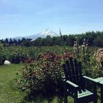 Full-Day Mt Hood Waterfall Tour with Lunch and Wine Tasting